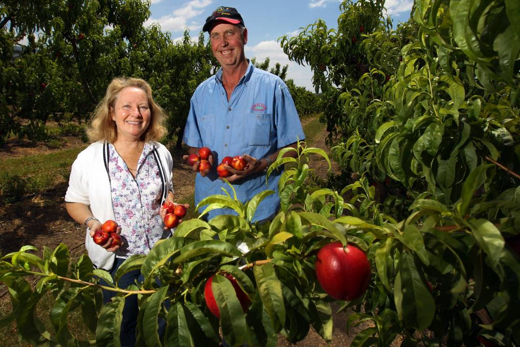 Wollondilly | The Acres | Real Estate | Land for Sale | Cedar Creek Orchard is Giving Locals the Chance to Pick their Own | Farm Fresh Fruits in Thirlmere Orchard